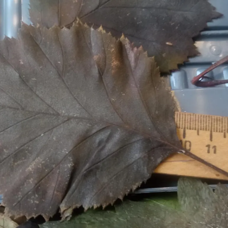 ЛОТ №1. Листья боярышника стабилизированные, для гальваники, для гальванопластики и гальваностегии, для поделок, для декора, для интерьера.