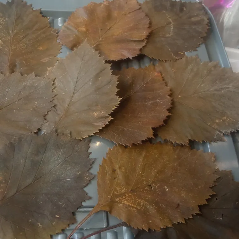 ЛОТ №1. Листья боярышника стабилизированные, для гальваники, для гальванопластики и гальваностегии, для поделок, для декора, для интерьера.